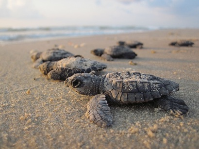 Release baby sea turtles